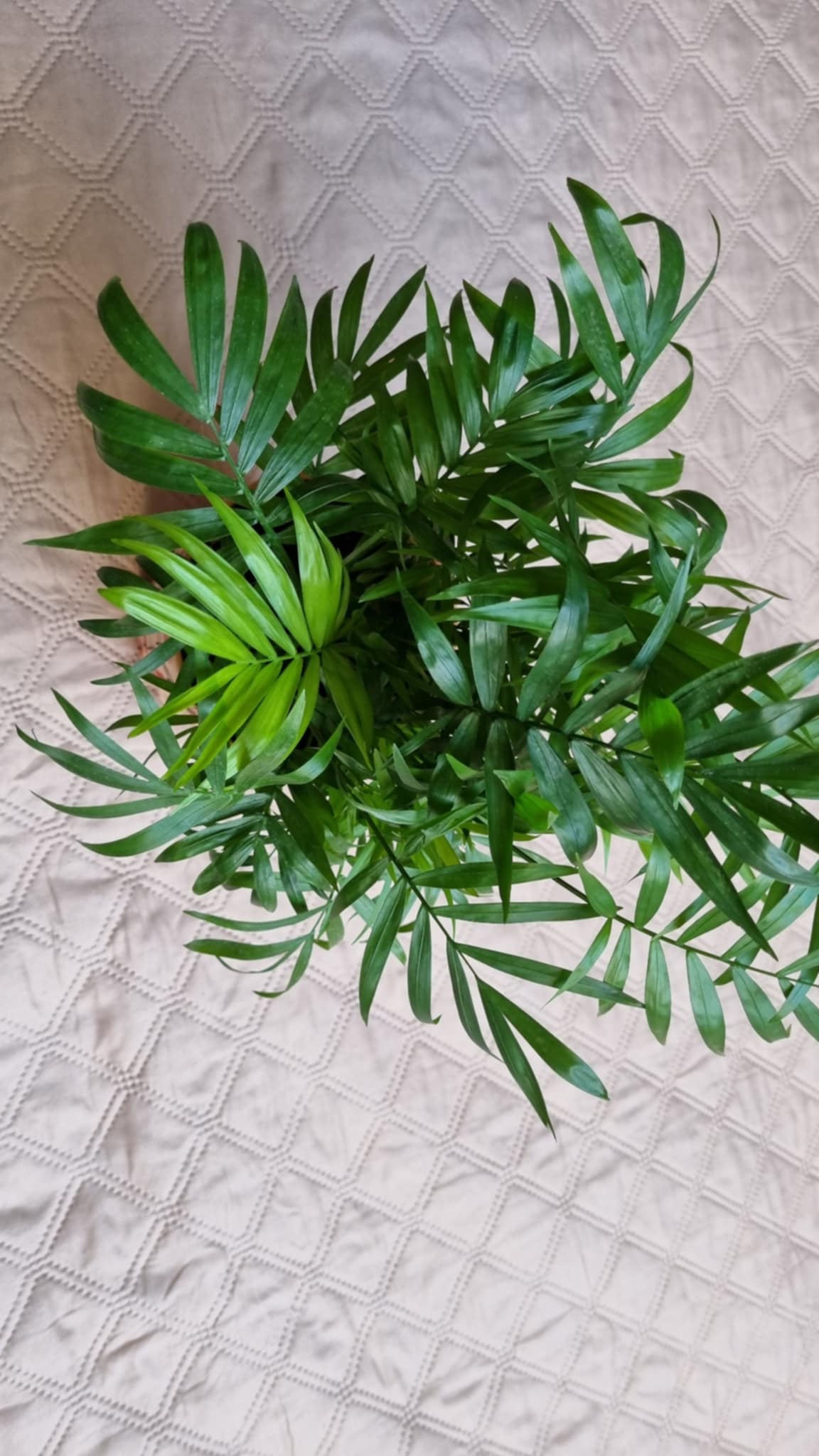 Parlor Palm
